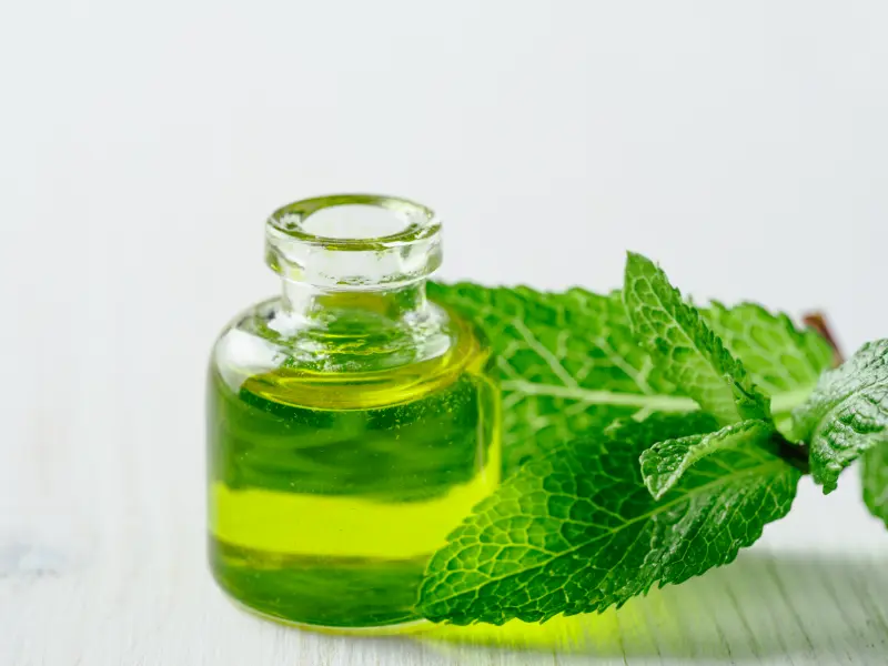 Mentha Piperita OilExporters in India